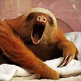 bored sloth