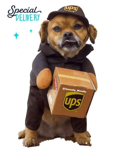 email delivery dog